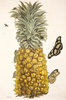 Drucke von Platte 2 aus der Verwandlung der Südamerikanischen Schmetterlinge von Maria Sybilla Merian Maria Sibylla Merian Drucke: Ananas mit Insekten
