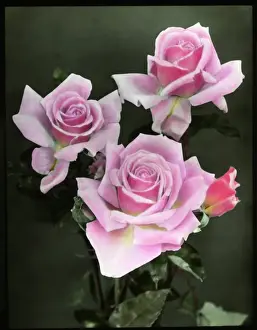 Pink Roses Drucke: Three pink roses