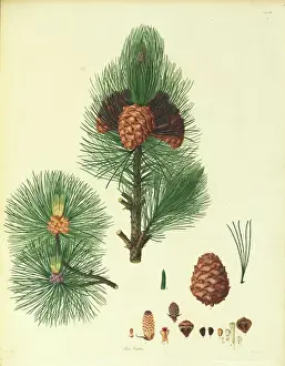 Zederbaum Cembra, Arrolapine