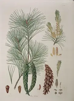 Pinus strobus L., Weymouth oder weiße Tanne