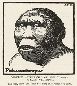 Ancient Human Evolution Drucke: Pithecanthropus Erectus