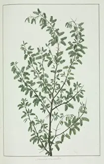 Eudicot Flowering Plants Drucke: Pithecellobium circinale