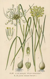 Pflanzen / Allium-Spezies