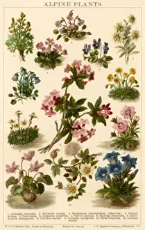 Alpine Plants Drucke: Plants / Alpine Plants