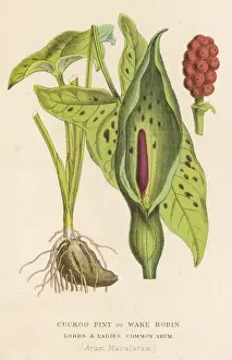 Arum Maculatum Drucke: Plants / Arum Maculatum