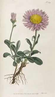 Alpine Landscape Photos Drucke: Plants / Aster Alpinus
