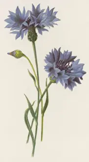 Blumen / Zentauraea Cyaneus