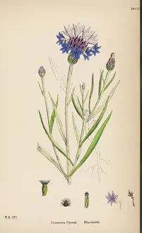 Blumen / Zentauraea cyanus