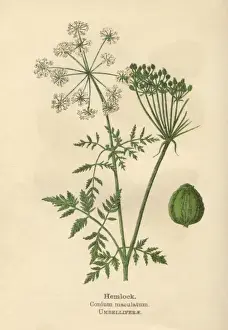 Pflanzen / Conium Maculatum