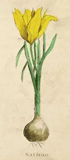 Pflanzen / Knoblauchpilz (Krokos sativus)