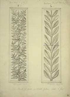 Natural History Museum Interior Drucke: Plants design