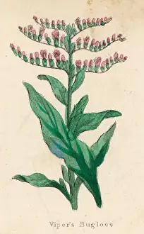 British Wildflower Photography Drucke: Plants / Echium Lycopsis