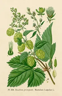 Pflanzen / Humulus-Lupus