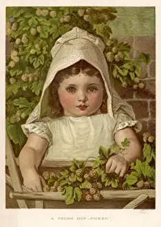 Pflanzen/Humulus-Lupus