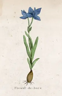 Iris Germanica Drucke: Plants / Iris Germanica