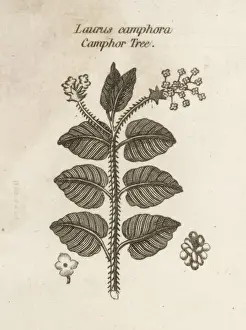 Evergreen Foliage Drucke: Plants / Laurus Camphora