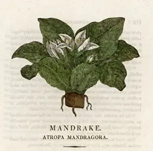 Ancient Herbal Remedies Drucke: Plants / Mandragora
