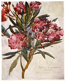Pink Flowering Shrub Drucke: Plants / Nerium Oleander