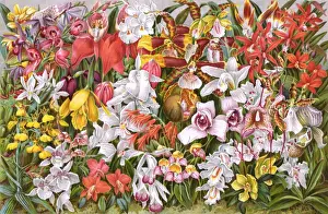 Historical Plants Drucke: Plants / Orchids