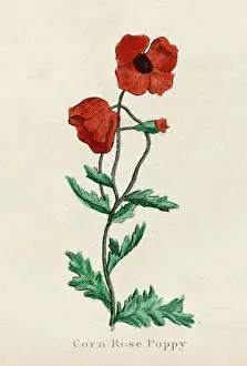 Poppy Flowers Drucke: Plants / Papaver Rhoeas