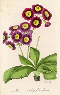 Pflanzen / Primula Auricula