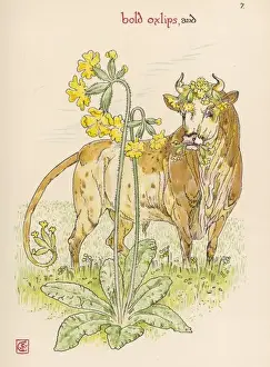 Primula Elatior Drucke: Plants / Primula Elatior