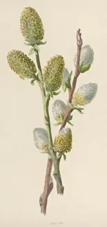 Historical Plants Drucke: Plants / Salix Caprea
