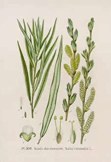 Willow Tree Drucke: Plants / Salix Viminalis