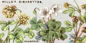 Blumen / Schamrokk