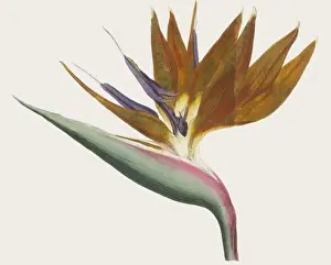 Tropical Flower Art Drucke: Plants / Strelitzia / Curtis