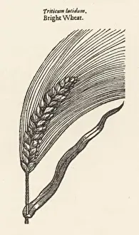 Pflanzen / Triticum