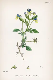 Blumen / Viola tricolor