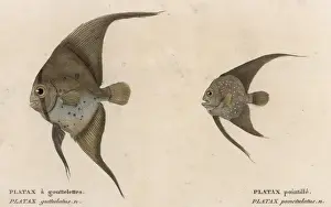 Platax (Batfish)/1860