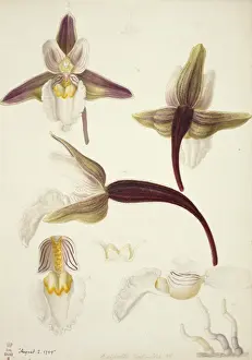 Platte 79 aus britischen Blumenorchiden