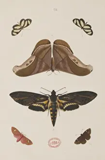 Vintage Butterfly Illustrations Drucke: Plate 91