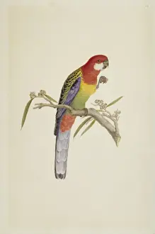 Australia Wildlife Images Drucke: Platycercus exmius, eastern rosella