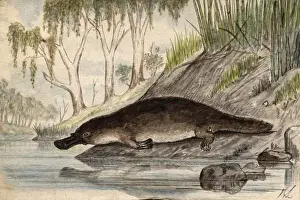 Drucke von Pflügerfisch, Datum: um die 1860er Jahre Ornithorhynchidae Drucke: Platypus