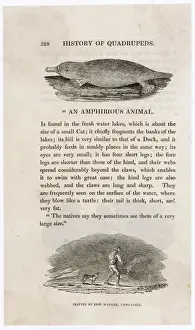 Drucke von ORNITHORHYNCHUS ANATINUS Zu dieser Zeit verewigte Bewick das Tier noch nicht , die Tiere waren damals auch noch unbekannt und einige Naturwissenschaftler glaubten sogar , dass es ein Fälschung war Ornithorhynchidae Drucke: Plattschwanz (Bewicks)