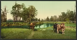 Coloured Photochrom Photographs Drucke: A pleasant pasture
