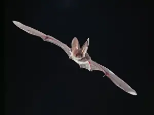 Drucke von Ein langohriger Fledermaus im Flug (eine Mikrofledermaus zur Familie der Vespertilionidae von Vespen oder Abendfledermäuse) Abend-Fledermaus Drucke: Langohr-Fledermaus (Plecotus spp.)