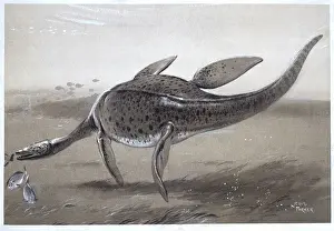Plesiosaur