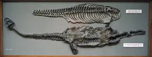 Natural History Museum Exhibit Drucke: Plesiosaurus conybeari