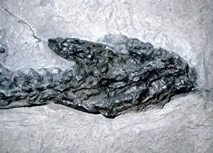 Lyme Regis Fossils Drucke: Plesiosaurus dolichodeirus: Head only