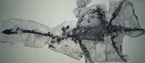 Lyme Regis Fossils Drucke: Plesiosaurus dolichodeirus skeleton