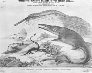 Drucke von Blatt 1 einer Reihe von Plakaten mit dem Titel 'Extinct Animals' von Benjamin Waterhouse Hawkins um ca. 1862 Benjamin Waterhouse Hawkins Drucke: Plesiosaurs ,Telesauren ,Ichthyosauri ,Pentacrininit und Ammoniten