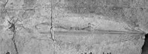 Marine Animal Fossils Drucke: Plesioteuthis sp. belemnite