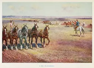 Australian Rural Scenery Drucke: Ploughing, Australia