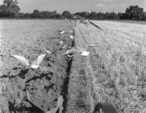 Farming In The 1960s Drucke: Ploughing Gulls