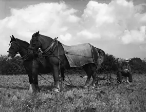 Farming In Britain Drucke: Ploughmans Lunch