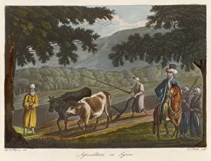 Farmer With Oxen Drucke: Plowing in Syria